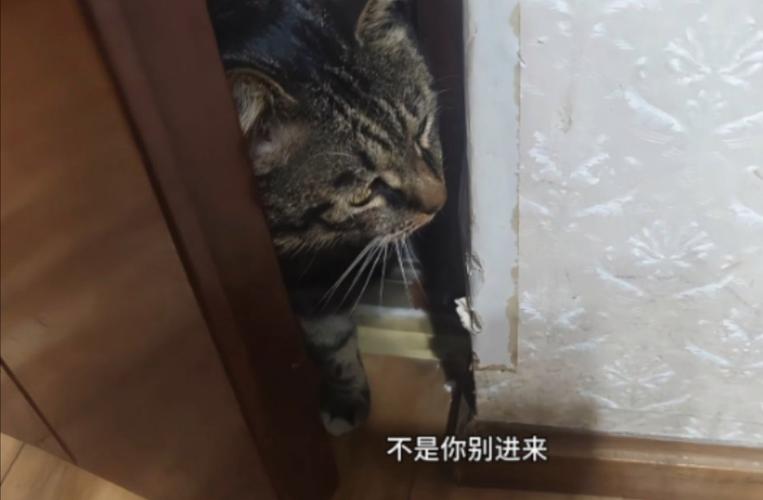 猫半夜2点敲门-图1