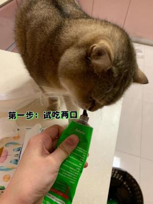 猫5天没吃东西了强制喂食-图1