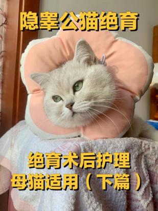 猫绝育手术注意事项及术后护理-图1