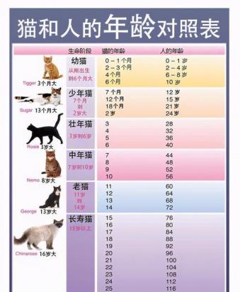 猫可以活几年-图1