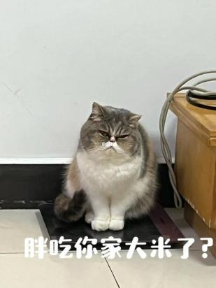 猫可以吃花生吗-图1