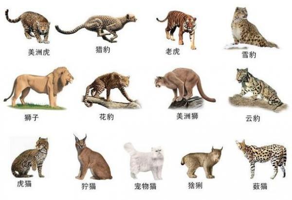 猫科动物为什么都喜欢玩-图1