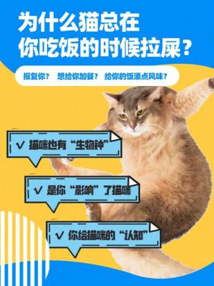 猫报复性拉屎往死里打-图1