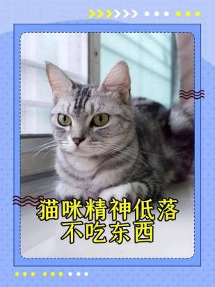 猫精神好但不爱吃东西-图1