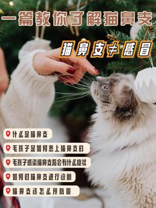 猫鼻支会死吗-图1