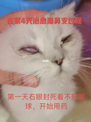 猫鼻支怎么治疗-图1