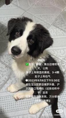 公犬名字大全霸气-图1