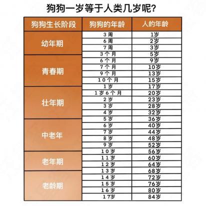 狗5岁相当于人多少岁-图1