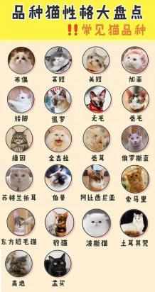 猫猫的品种简单介绍-图1