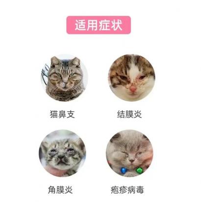 猫鼻支是什么病-图1