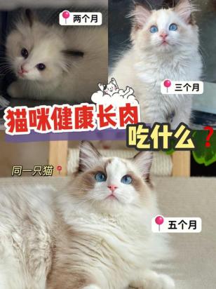 猫咪太瘦吃什么能快速胖起来-图1