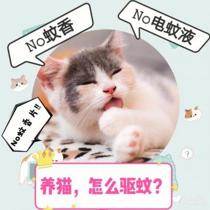 猫咪能闻蚊香吗-图1