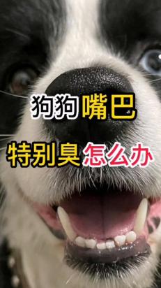 幼犬嘴巴里气味难闻怎么办-图1