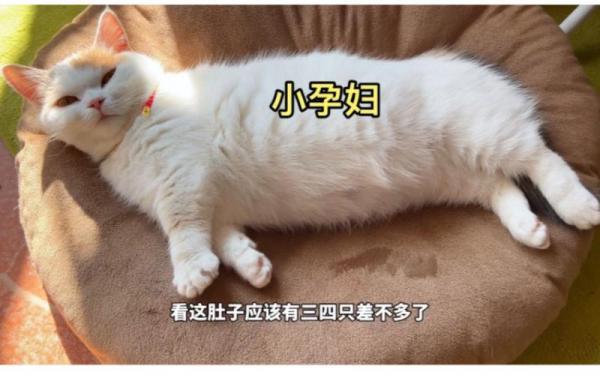 猫咪生孩子主人要做什么-图1