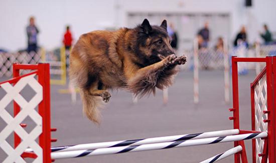 怎么训练比利时特伏丹犬钻圈-图1