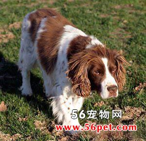 英国玩具猎鹬犬怎么学游泳-图1