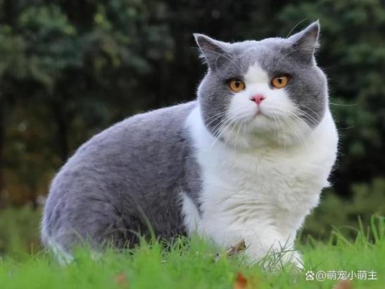 猫怀孕初期有哪些症状-图1