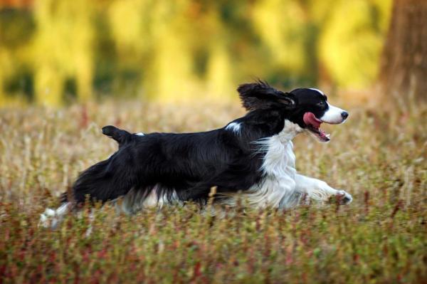 史宾格犬如何训练接飞盘-图1