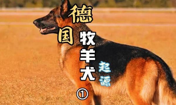 德国牧羊犬训练捡东西怎么训-图1