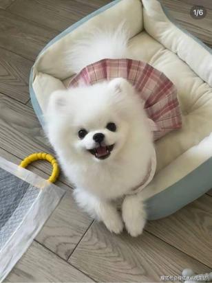 5个月的博美犬好养活吗-图1