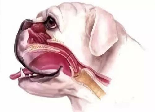 狗狗气管有异物的症状是什么-图1