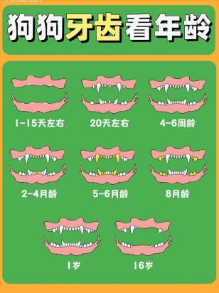狗狗各阶段牙齿图片狗牙判断年龄对照图-图1