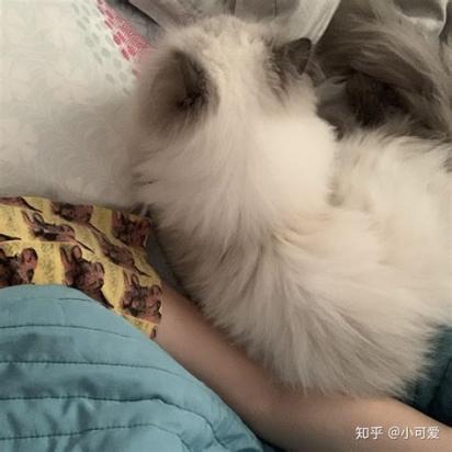 5个月的喜马拉雅猫好养活吗-图1