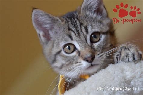 猫感冒的症状有哪些-图1