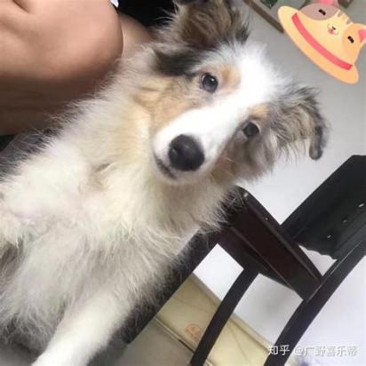 5个月的喜乐蒂牧羊犬好养活吗-图1