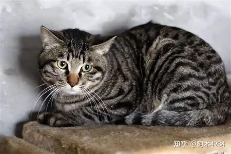 狸花猫叫什么名字比较好听-图1