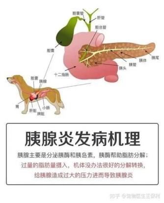 泰迪狗胰腺炎早期症状有哪些-图1