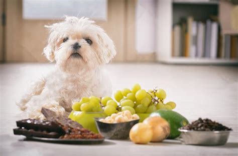 恶霸犬不能吃什么食物-图1