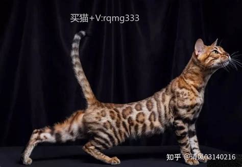 5000元的豹猫是真的吗-图1